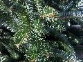 Fraser Fir